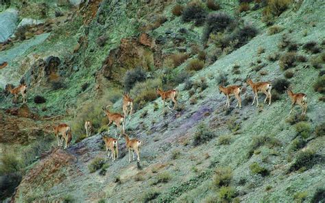 O Parque Nacional de Golestan: Um Santuário da Natureza e História na Província de Golestão!