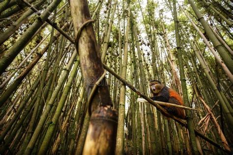  A Floresta de Bambu Dourado: Uma Imersão Envolvente na Natureza!