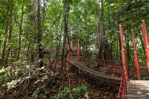  Eko-Rimba: Uma Jornada Selvagem pelo Coração da Floresta Tropical!